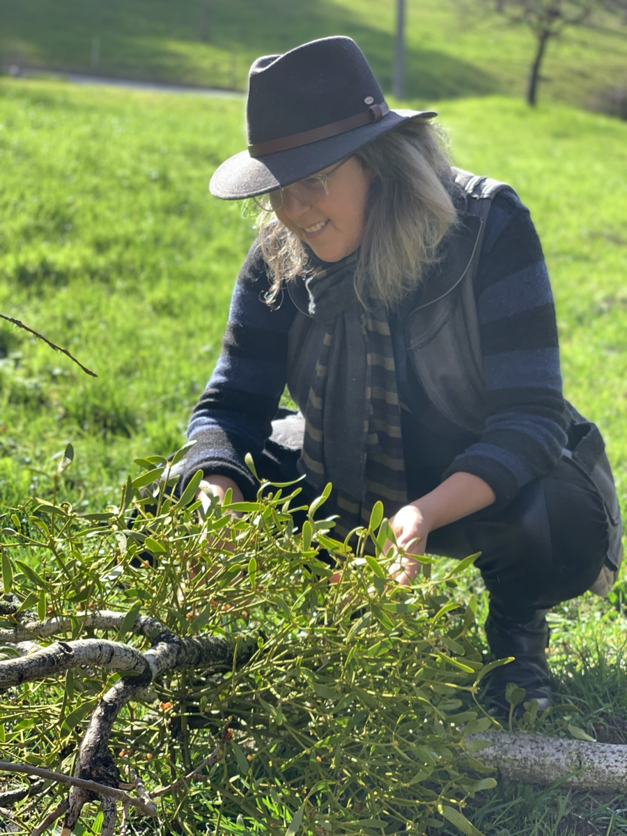 Dana Smirin gathering mistletoe in the field