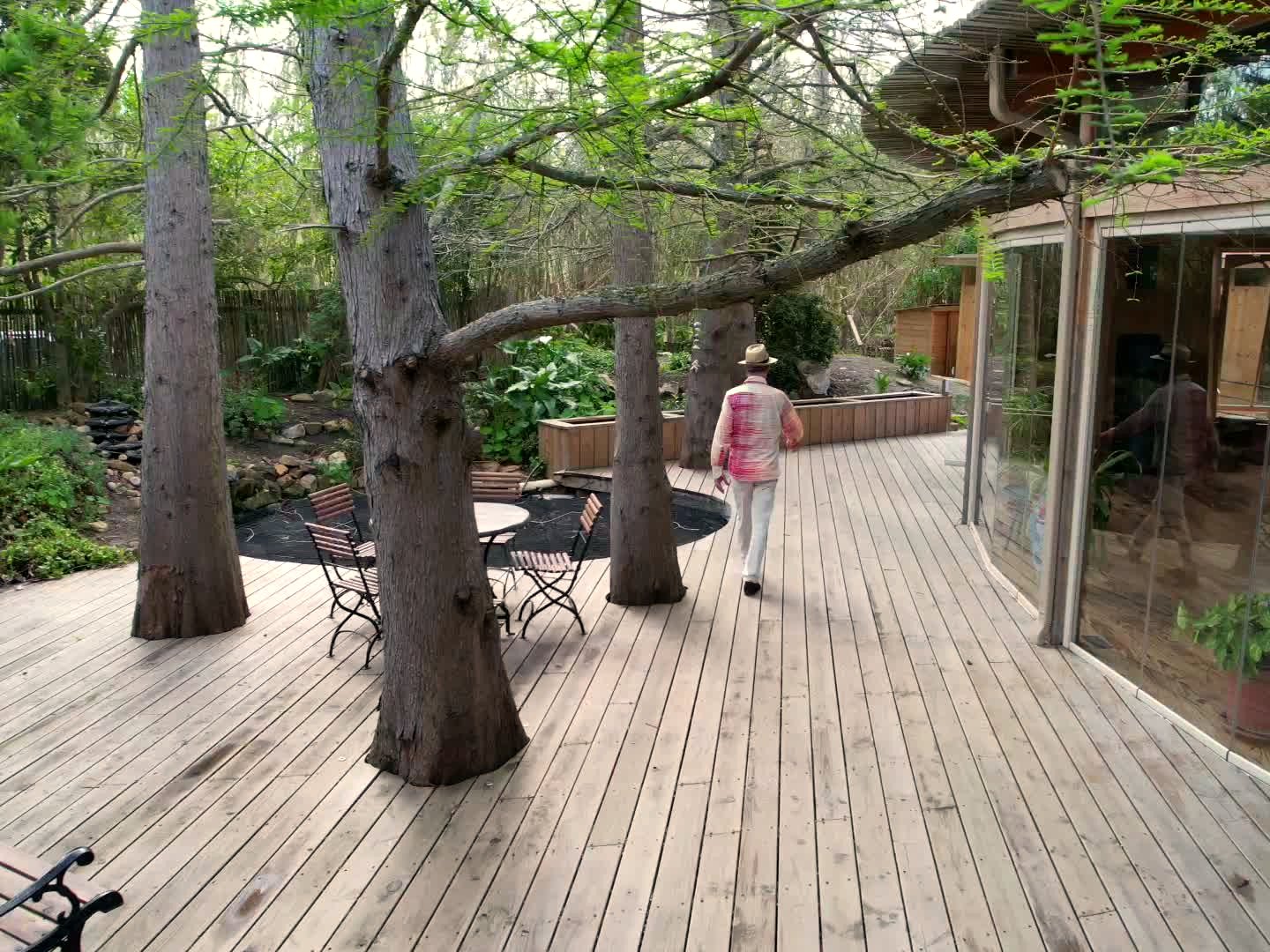 The timber deck outside Heartwood’s glass wall, old trees growing through the boards
